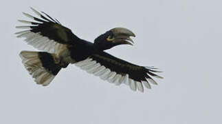 White-thighed Hornbill