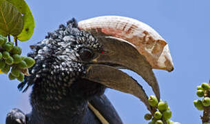 Silvery-cheeked Hornbill