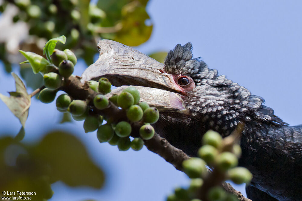 Silvery-cheeked Hornbill