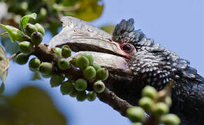 Silvery-cheeked Hornbill