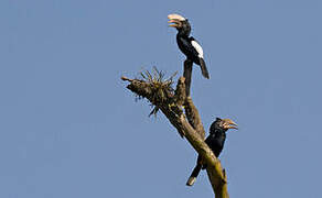 Silvery-cheeked Hornbill