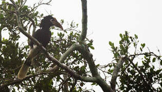 Brown-cheeked Hornbill