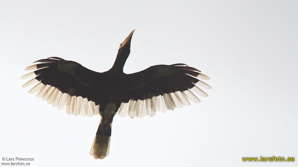 Brown-cheeked Hornbill