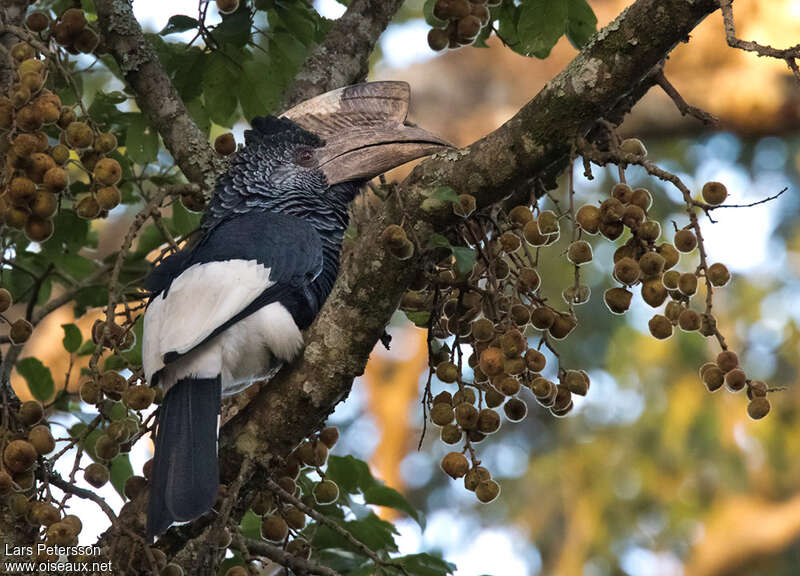 Black-and-white-casqued Hornbill male adult, feeding habits