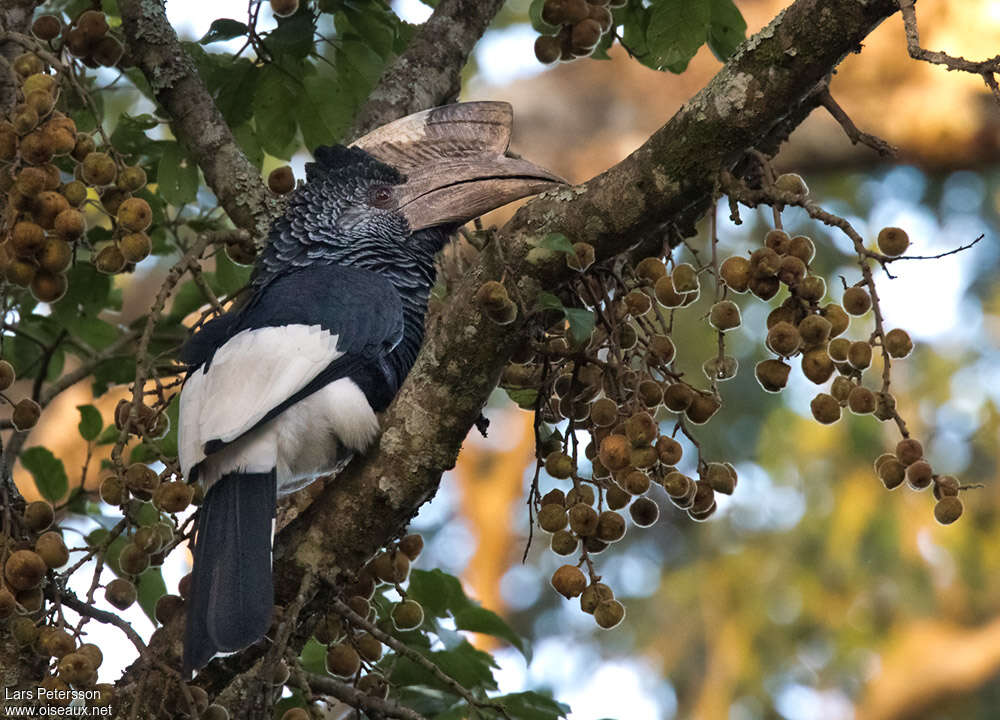 Black-and-white-casqued Hornbill male adult, feeding habits