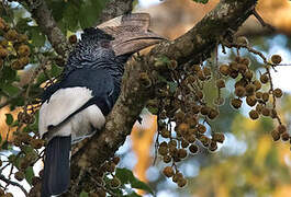 Black-and-white-casqued Hornbill