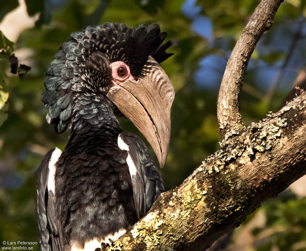 Black-and-white-casqued Hornbill