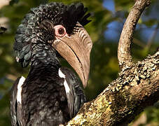 Black-and-white-casqued Hornbill