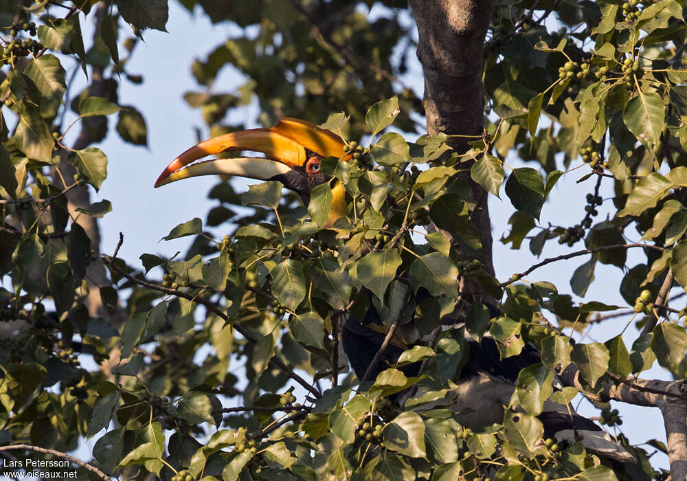 Great Hornbill female adult, habitat, camouflage