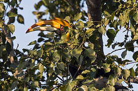 Great Hornbill