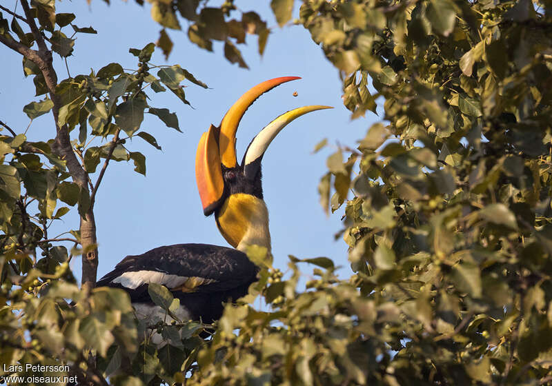 Great Hornbill male adult, eats, Behaviour