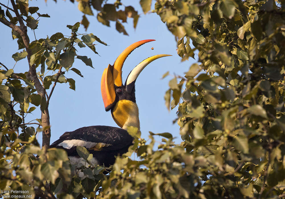 Great Hornbill male adult, eats, Behaviour