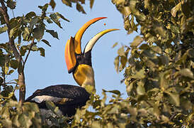 Great Hornbill