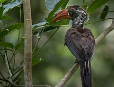 Crowned Hornbill