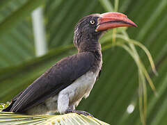 Crowned Hornbill