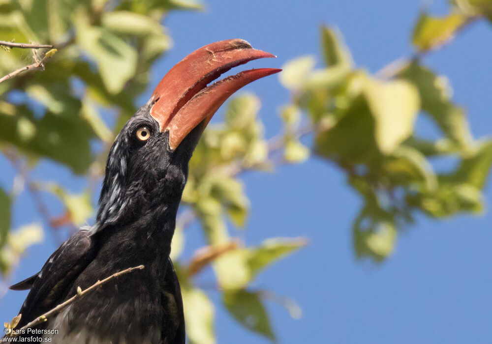 Crowned Hornbill