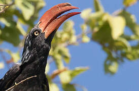 Crowned Hornbill