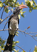 Crowned Hornbill