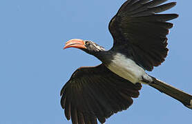 Crowned Hornbill