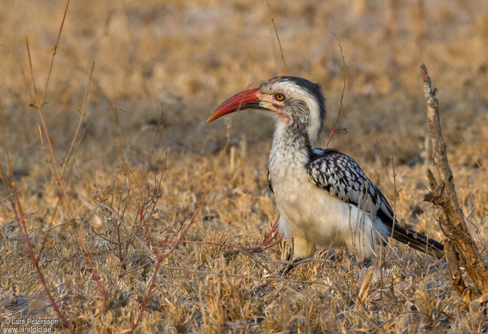 Southern Red-billed Hornbill