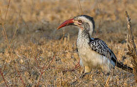 Southern Red-billed Hornbill