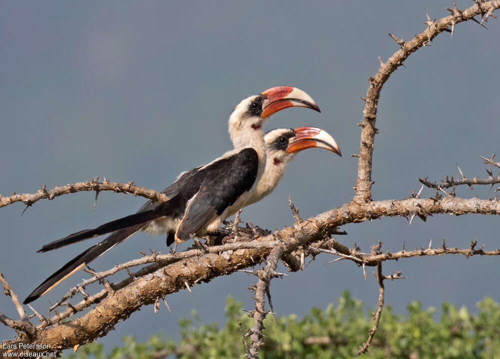 Von der Decken's Hornbill male adult breeding, identification