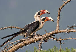 Von der Decken's Hornbill