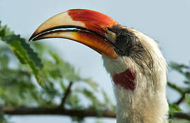 Von der Decken's Hornbill