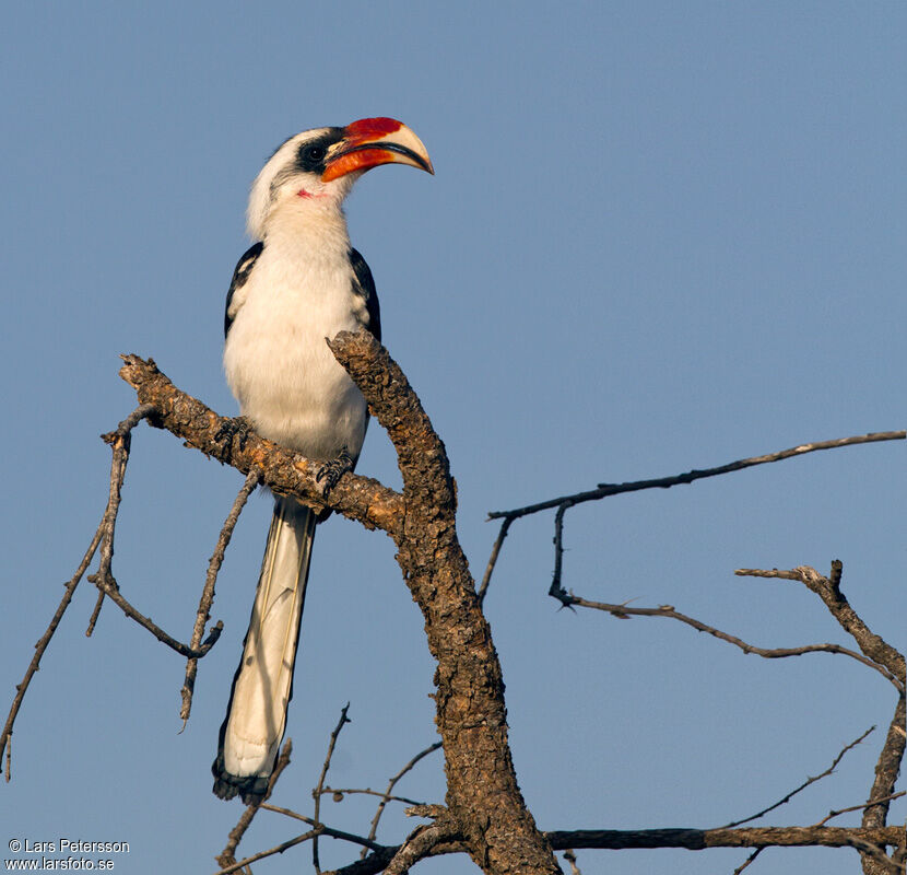 Von der Decken's Hornbill