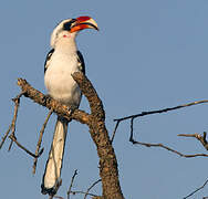 Von der Decken's Hornbill