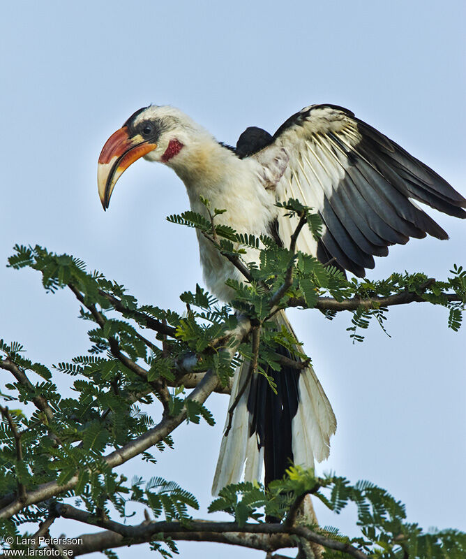 Von der Decken's Hornbill