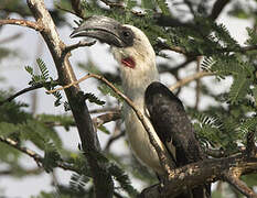 Von der Decken's Hornbill