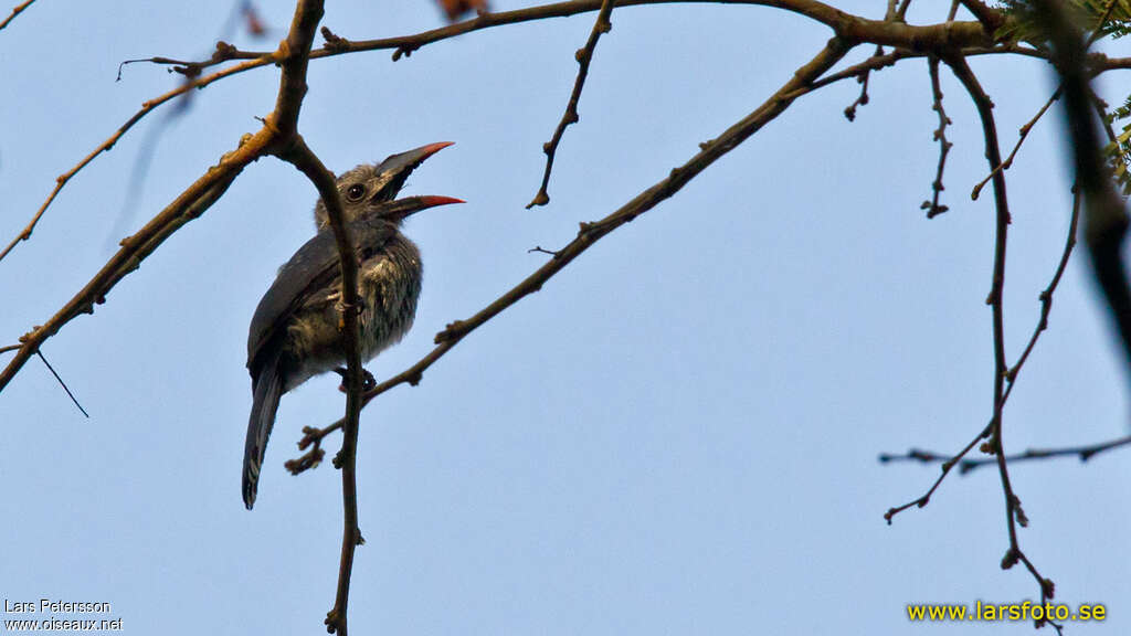 Black Dwarf Hornbill male adult, Behaviour