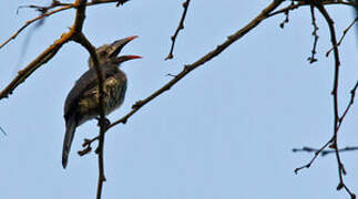 Western Dwarf Hornbill