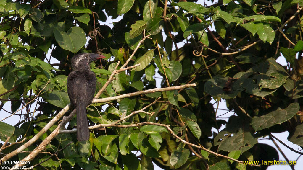 Black Dwarf Hornbilladult