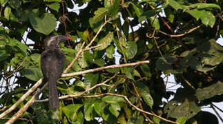 Western Dwarf Hornbill