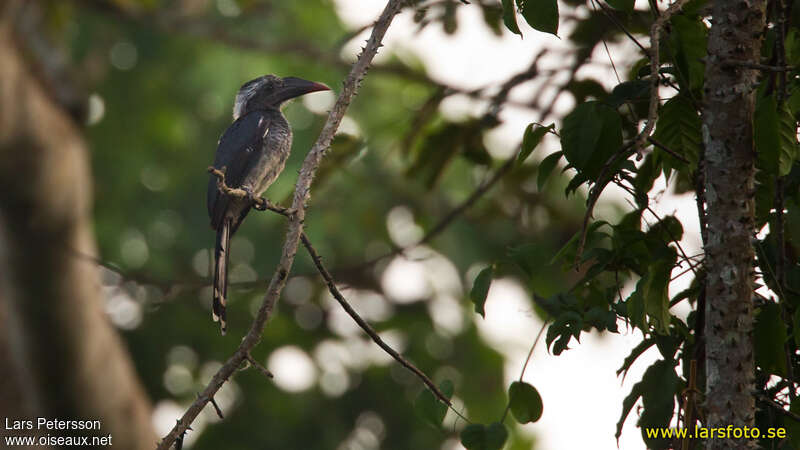 Black Dwarf Hornbill male adult, identification