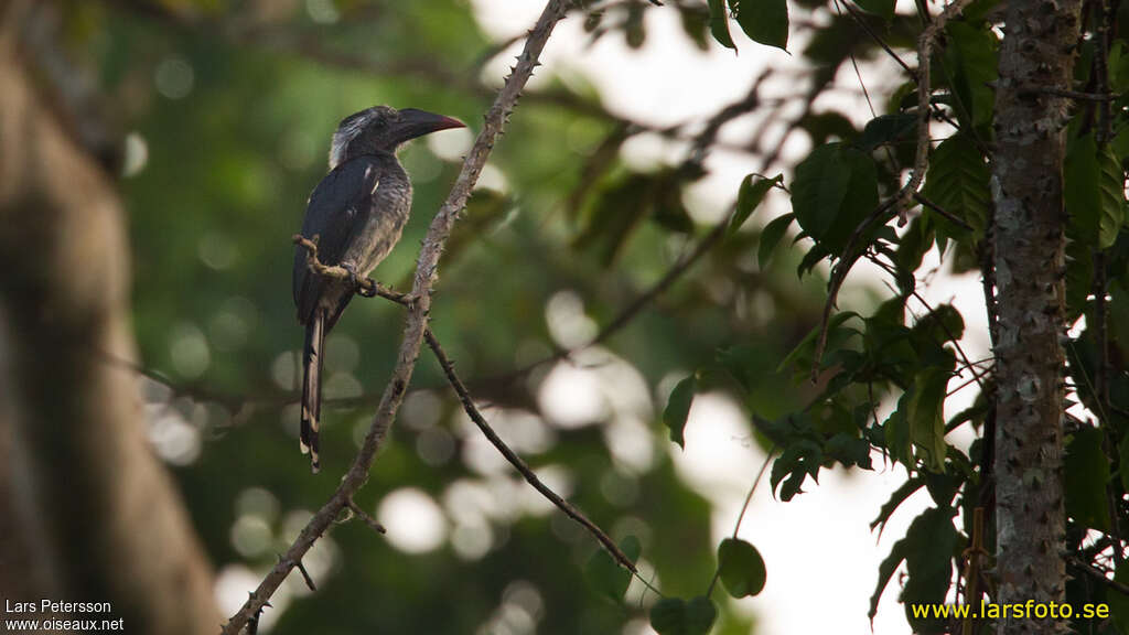 Western Dwarf Hornbill male adult, identification