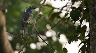 Western Dwarf Hornbill