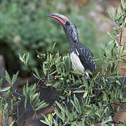 Hemprich's Hornbill