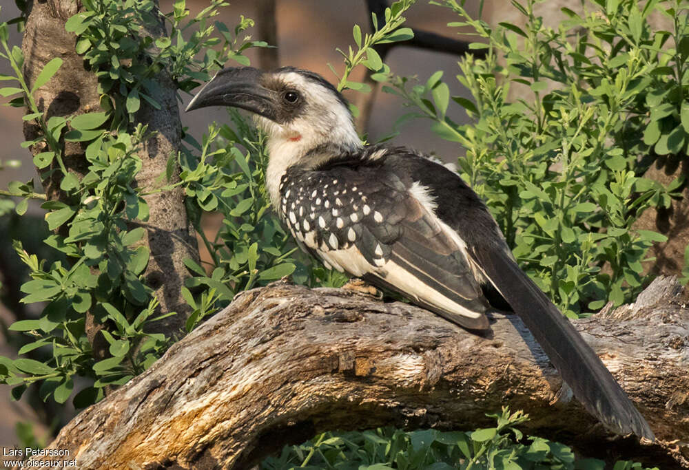 Jackson's Hornbill female adult, identification