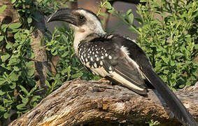 Jackson's Hornbill