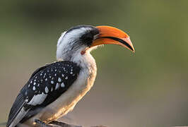 Jackson's Hornbill