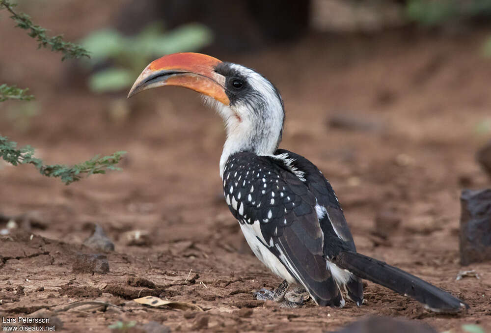 Jackson's Hornbill male adult, identification