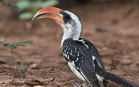 Jackson's Hornbill