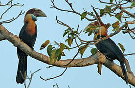 Sumba Hornbill