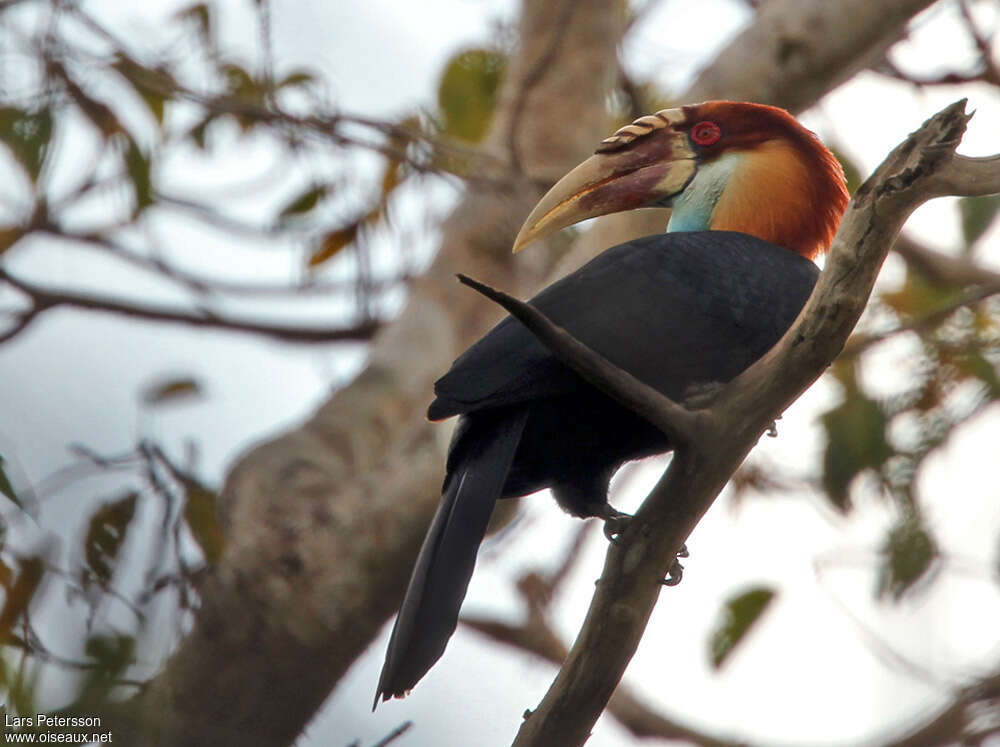 Sumba Hornbill male adult, identification