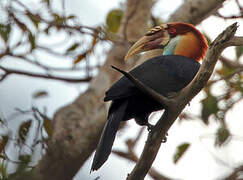 Sumba Hornbill