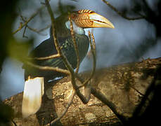 Wreathed Hornbill