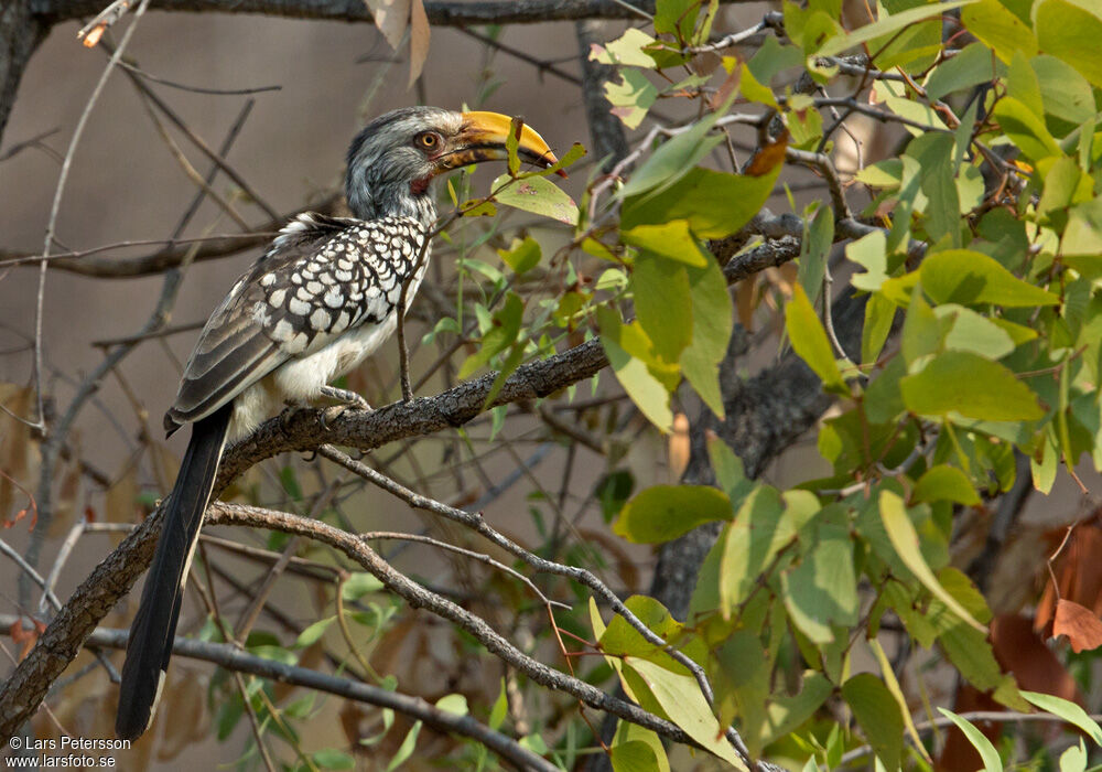 Calao leucomèle